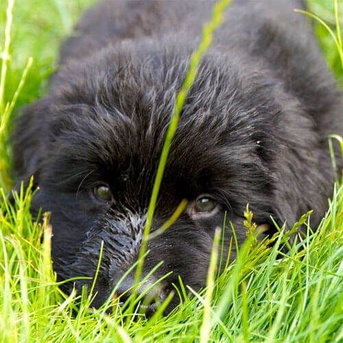 Doggy member Waffles lying in long grass