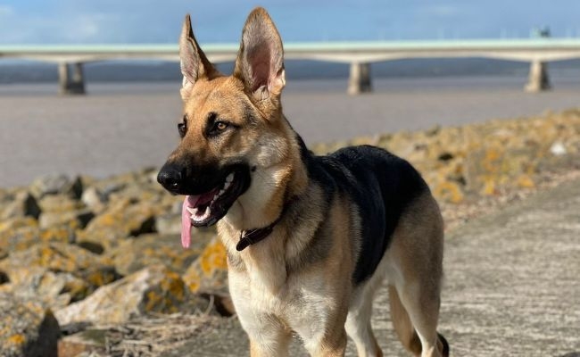 Darcey, the German Shepherd