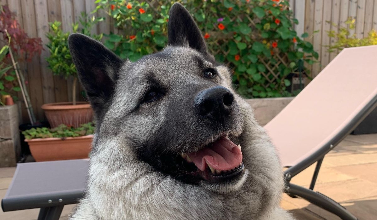 Happy, panting black and fawn fluffy dog with pointed, upright ears, stands in front of a sunlounger and garden flowers