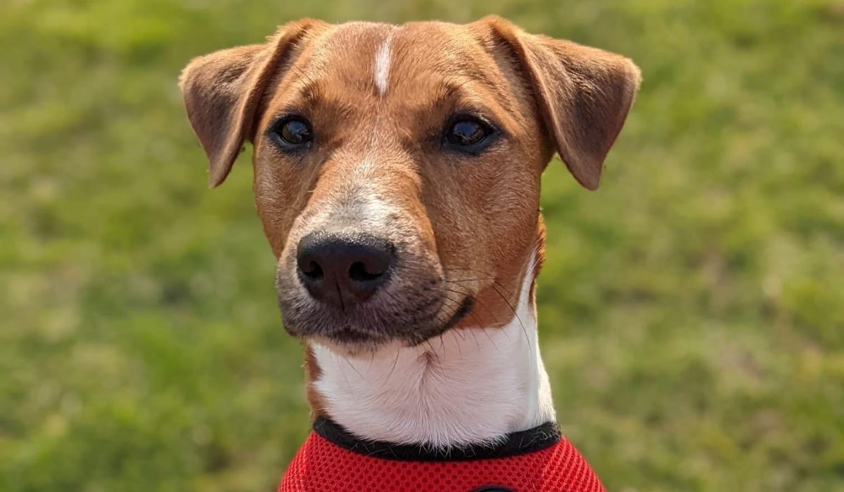 Jack Russell Terrier