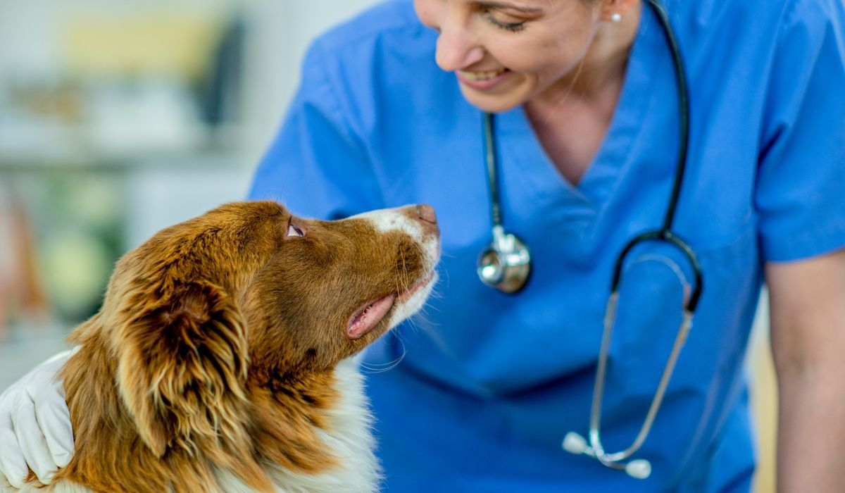 Local vets in Blackpool