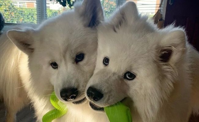 Zeppelin and Hendrix, the Samoyeds