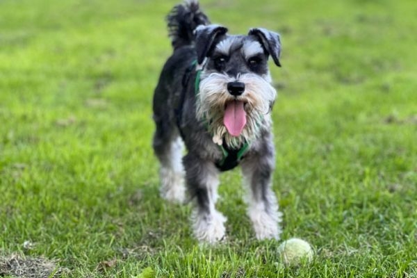 Winston, the Miniature Schnauzer