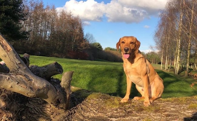 Doggy member Arnie, the Labrador Retriever sitting on a large fallen tree