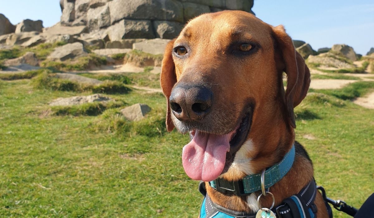 Doggy member Poncho, the Cross Breed, sitting happily at the top of a hill on a sunny day