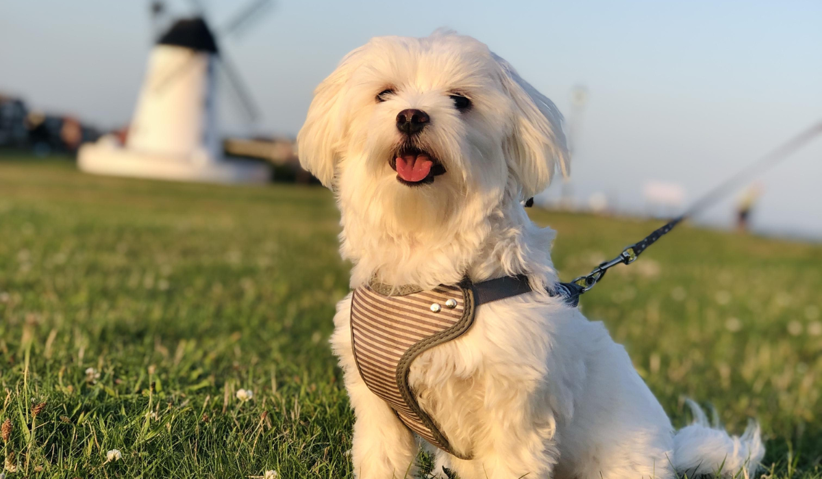 A cute, fluffy white dog with floppy ears and dark eyes and nose, sits in the sun on a patch of grass, wearing a striped harness. In the distance out of focus is a windmill. 