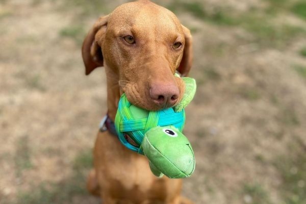 Kika the Hungarian Vizlsa holding her turtle toy in her mouth ready for a game of tug and fetch