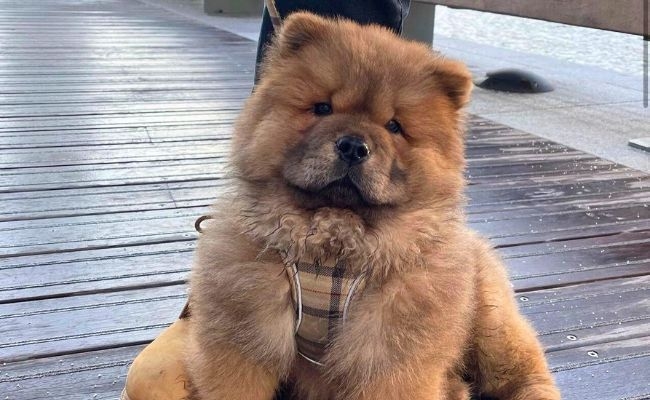 Teddy, the Chow Chow