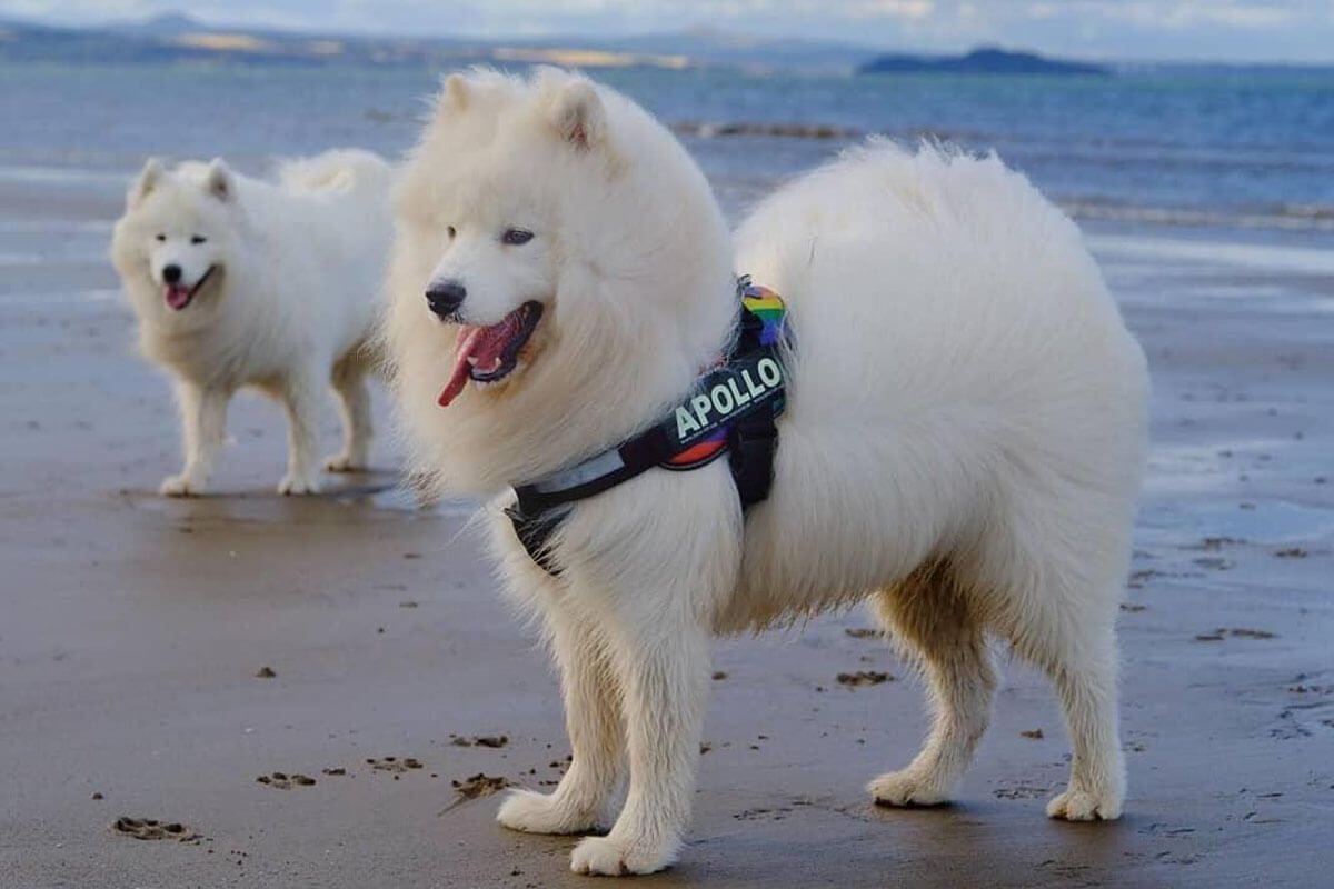 Apollo the Samoyed