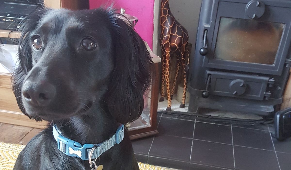 Freddie, a handsome black dog with silky ears poses in front of a wood burner