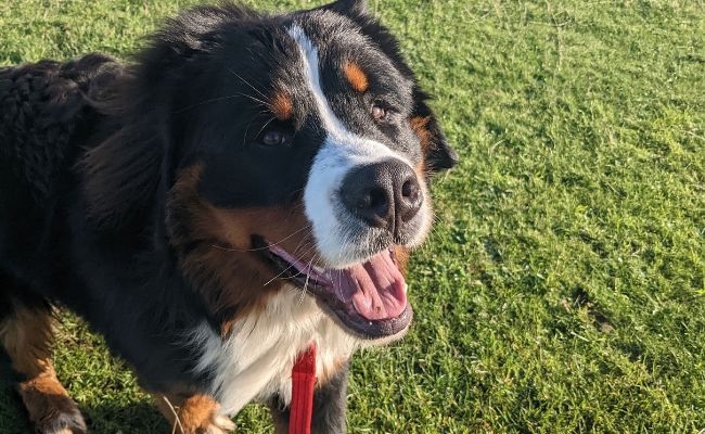 Ernie, the Bernese Mountain Dog