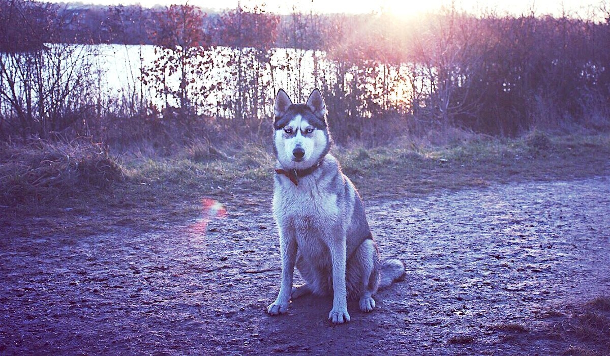 River sits on a path by a lake at sunrise