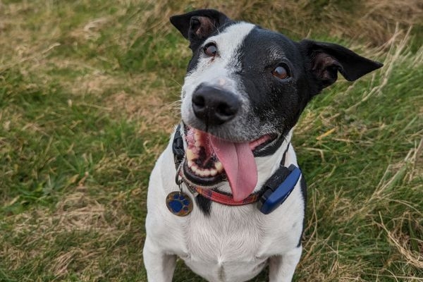 Dave, the jack russell terrier