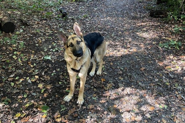 Jax, the German Shepherd