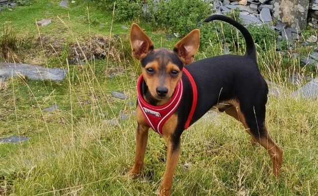 Otis, the Miniature Pinscher