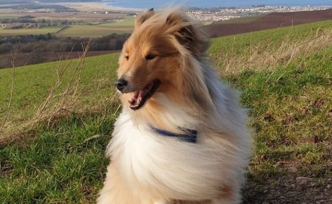 Glen, the Shetland Sheepdog