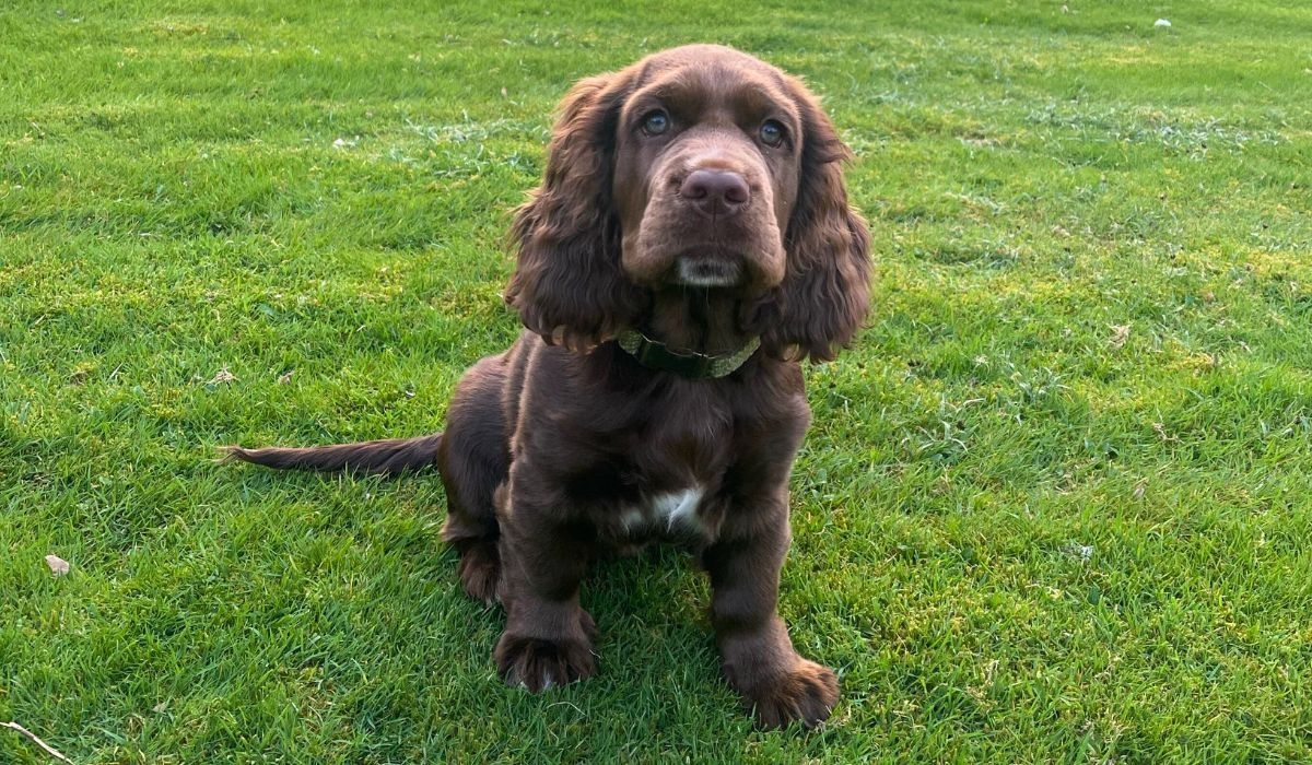 Stocky, chocolate coloured dog with curly ears and a white chest, sits on the grass