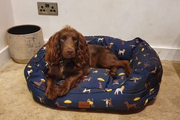 Stanley, the Cocker Spaniel