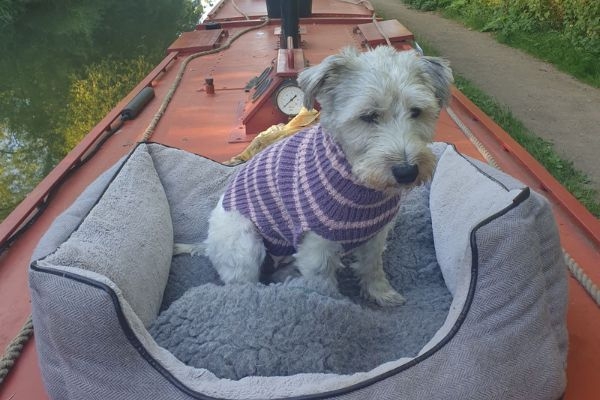 Molly, the West Highland White Terrier