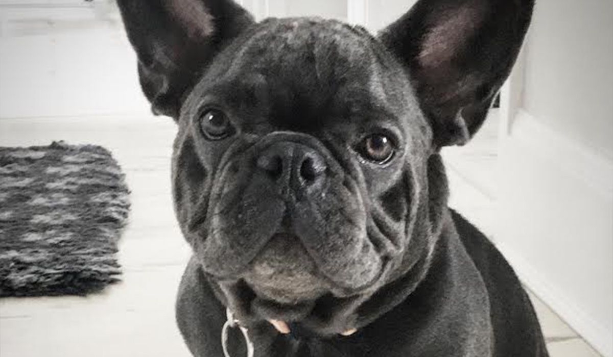 Devdas the French Bulldog sits in a hallway looking at the camera