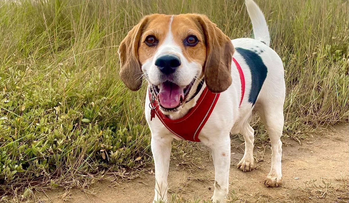 A very happy Beagle cross on a January walk