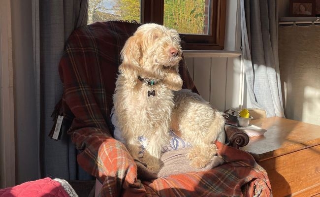 Mollie, the Grand Basset Griffon Vendéens