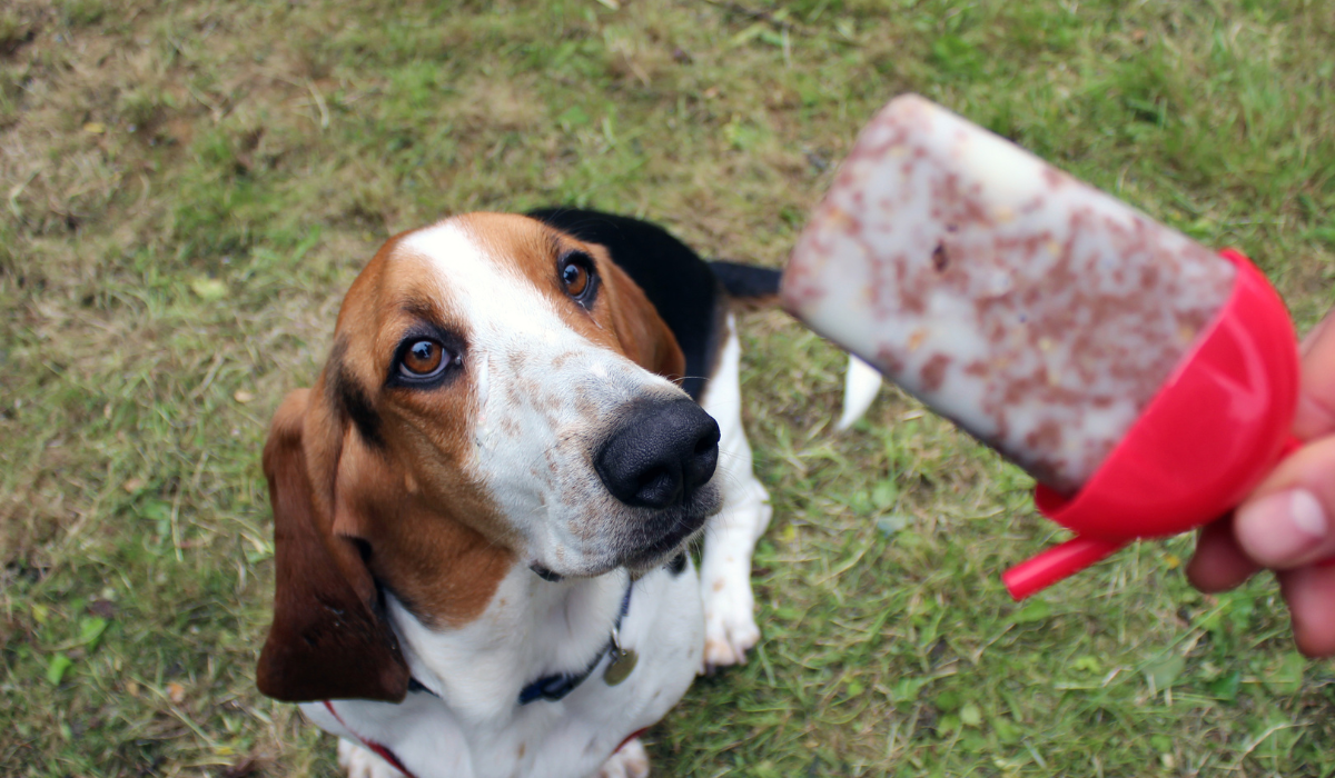 A beautiful white and brown dog sits patiently waiting for their pupsicle which is heading their way.