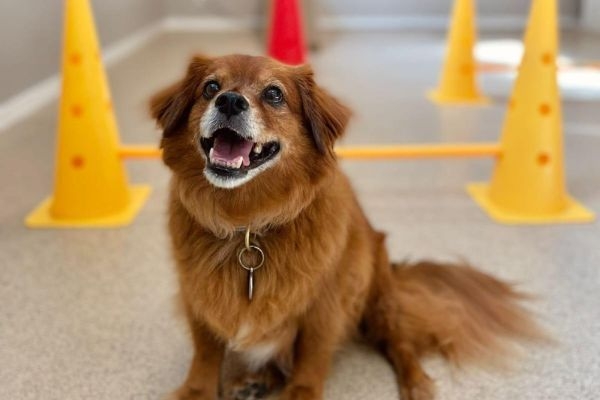 Chester, the Tibetan Spaniel