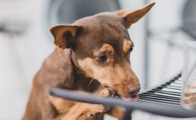 Lena, the Miniature Pinscher