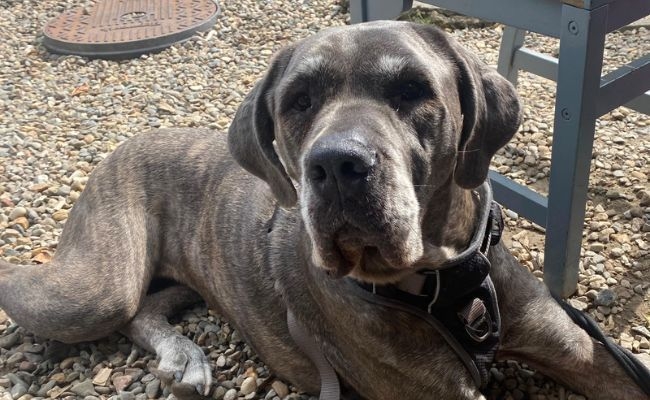 Iris, the Cane Corso