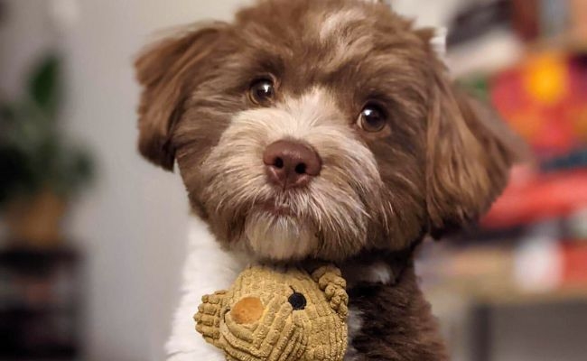 Gizmo, the Havanese