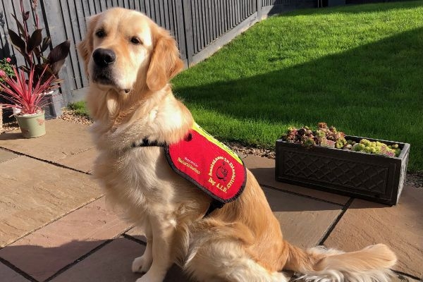 Darcy in her new Dog A.I.D. jacket