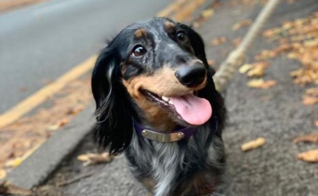 Sylvie, Long Haired Dachshund