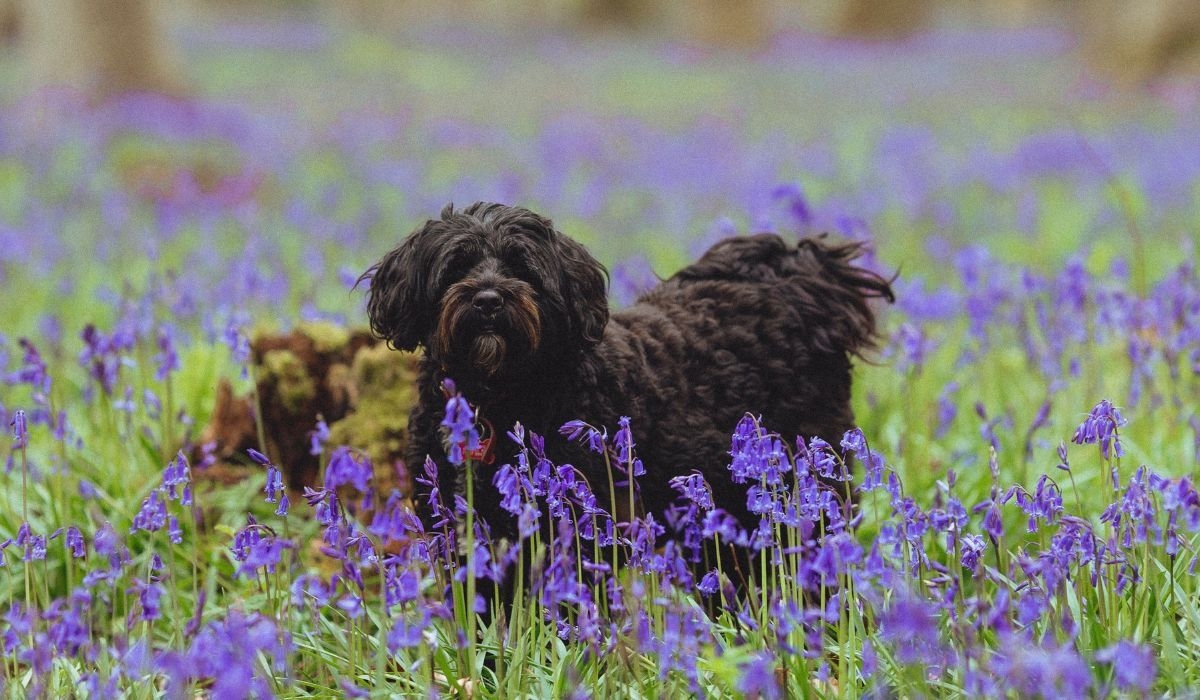 Doggy member Ruby, the Tibetan Terrier amongst a carpet of bluebells