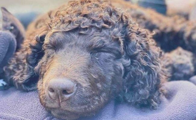 Cúna, the Irish Water Spaniel