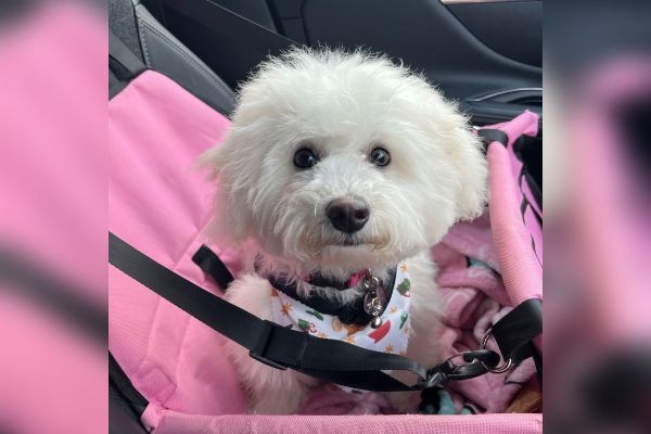 Polo, the bichon frise