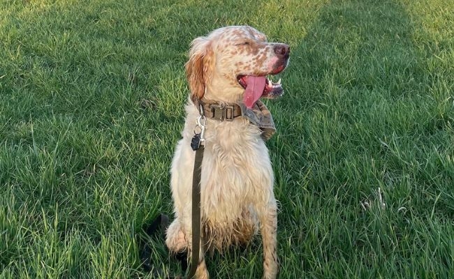 Tiro, the English Setter