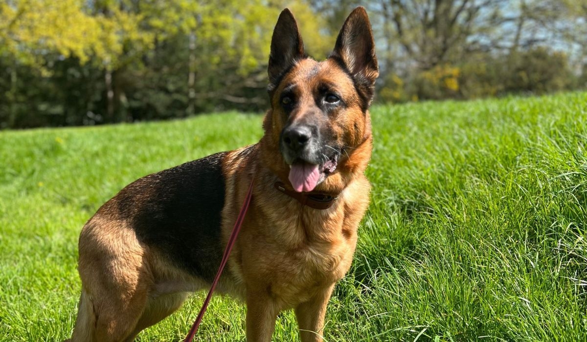 Doggy member Fidgi, the German Shepherd out in the field ready for a jolly jog with their owner