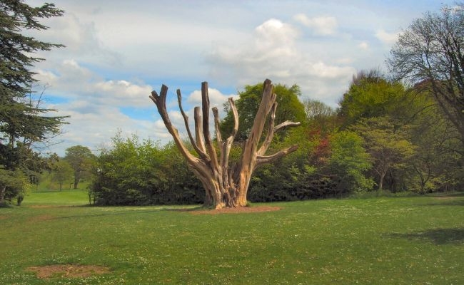 A unique tree with no leaves at Stanmer Park