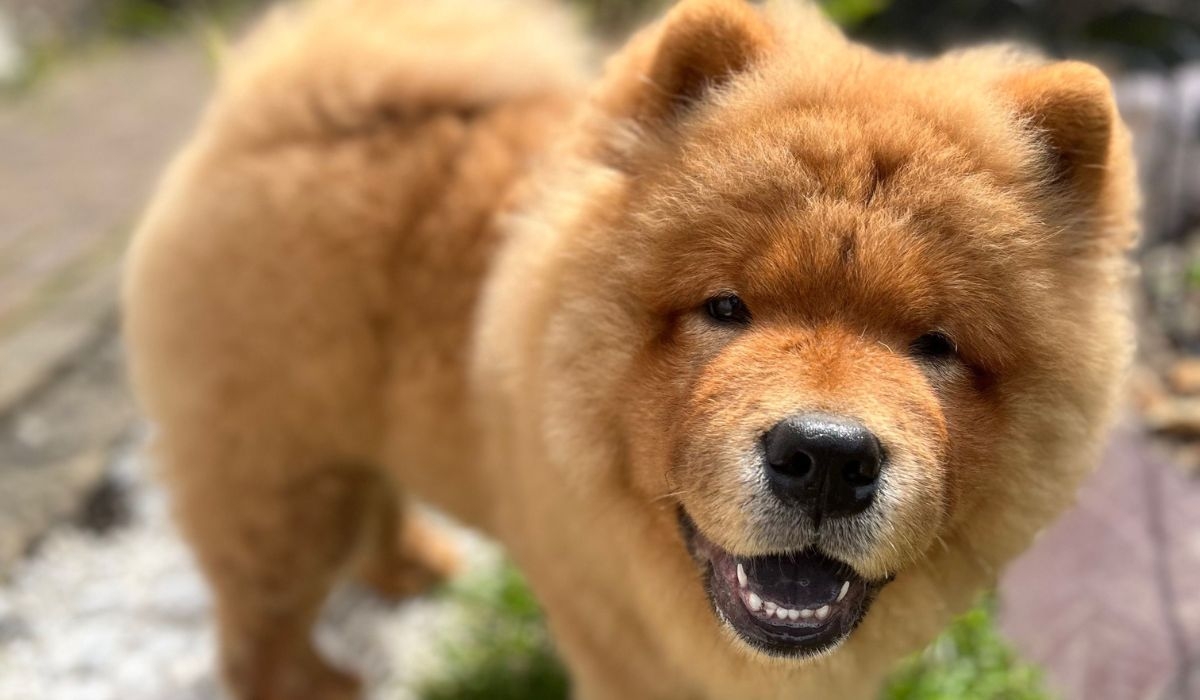 A large, smiling, fluffy, golden dog, stands looking up at the camera.