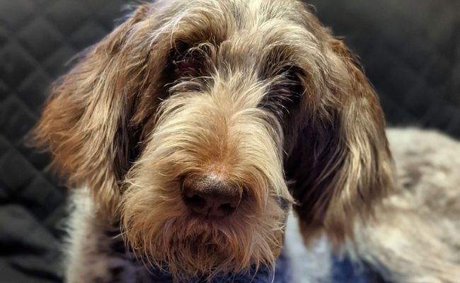 Rico, the Italian Spinone