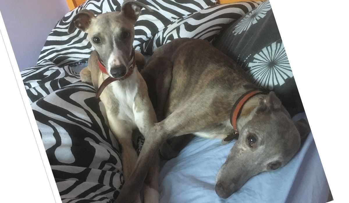 Percy & Ferret relax on a pile of cushions