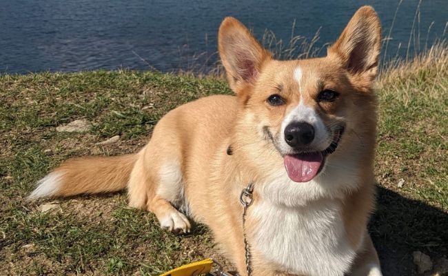 Spud, the Pembroke Welsh Corgi