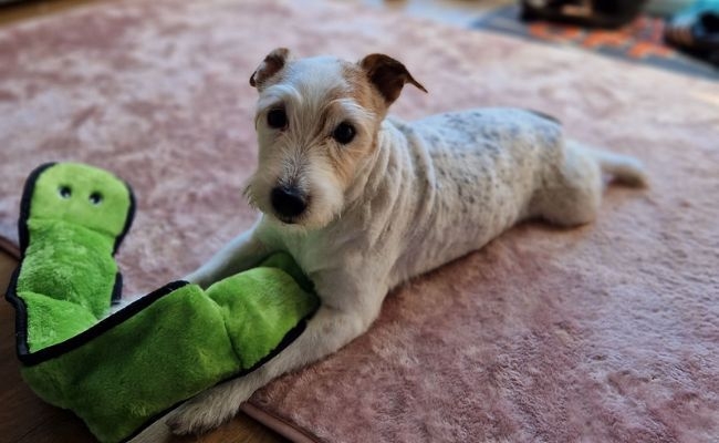 Gizmo, the Jack Russell Terrier