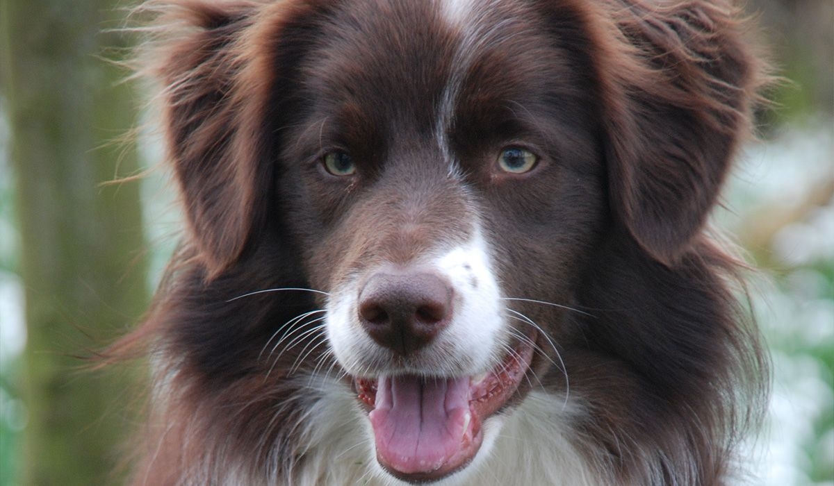 Rusty, a very cute brown and white dog, looks into the camera