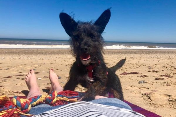 Sidney, the Jackapoo, on a beach in Europe