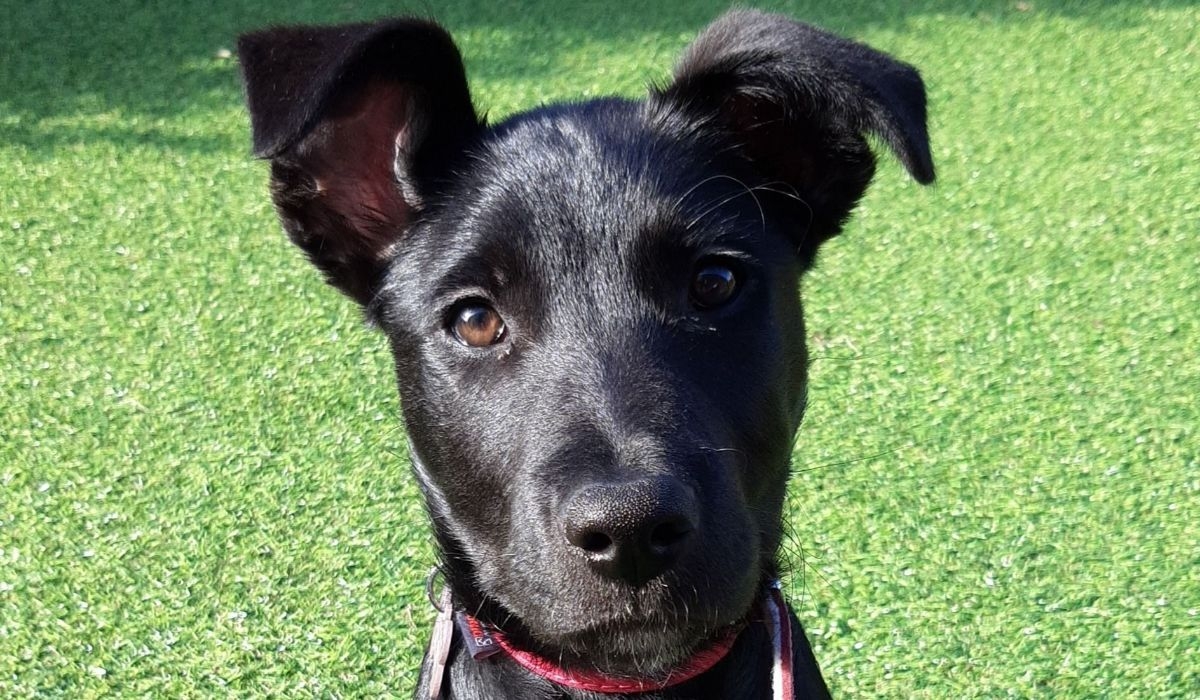 Eevee the Cross Breed staring at the camera intently with deep brown eyes