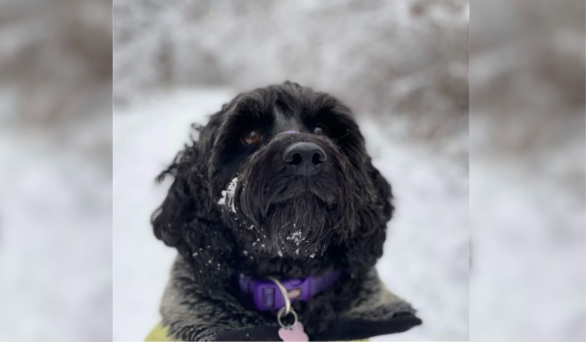 A happy black pup playing in the snow wearing a coat and a purple collar