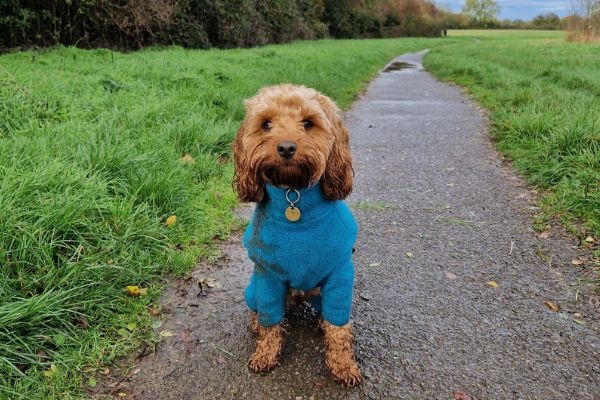 Doggy member Willow, the Cockapoo, in her turquoise equafleece on a wet winter's day