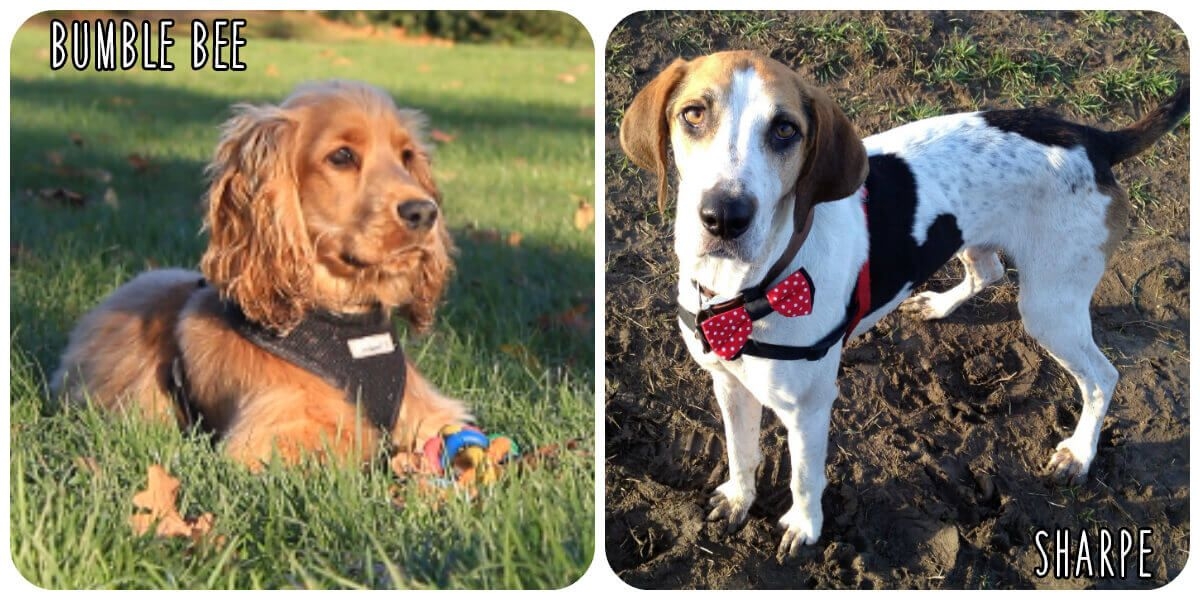 Bumble Bee and Sharpe, two doggy members who were adopted through Dogs Trust